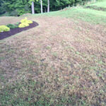 army worm damage